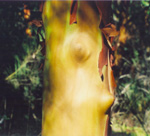 Nanaimo - Arbutus tree - beautiful green color and shapes on bark