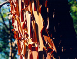 Nanaimo Extension Ridge - peeling bark of Arbutus