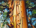 Nanaimo's beautiful Extension Ridge trail - Arbutus trunk