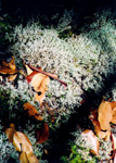 Nanaimo - gray moss and leave collage - nature