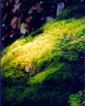 Nanaimo - moss on a rock - Extension Ridge trail
