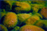 Moss covered rocks in the Nanaimo River - nature photos