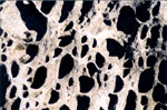 Salt-etched rocks - Jack Bigg's Park, Nanaimo