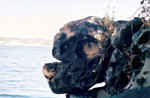Guardian monster of Nanaimo Harbour - Jack Bigg's Park