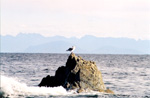Lone seagull on a rock - Piper's Lagoon, Nanaimo