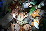 Forest collage - Nanaimo nature photos