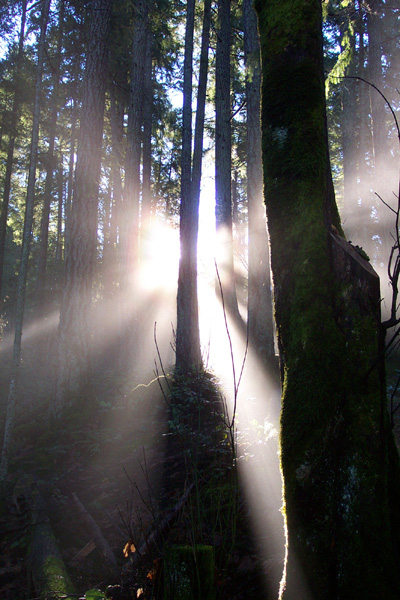 light streaming through trees, Westwood Lake, Nanaimo, BC