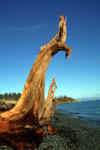 Driftwood stump on the beach, Piper's Lagoon park, Nanaimo