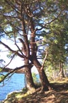 Cedar and arbutus intertwined, Jack Bigg's Park, Nanaimo