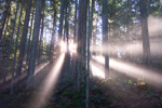 Beams of light - Westwood Lake, Nanaimo