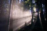 Nature's movie theatre - Westwood Lake, Nanaimo